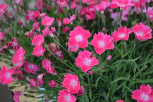 Dianthus "Kahori Deep Pink"