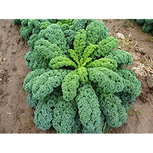 Ornamental Kale 'Dinosaur'