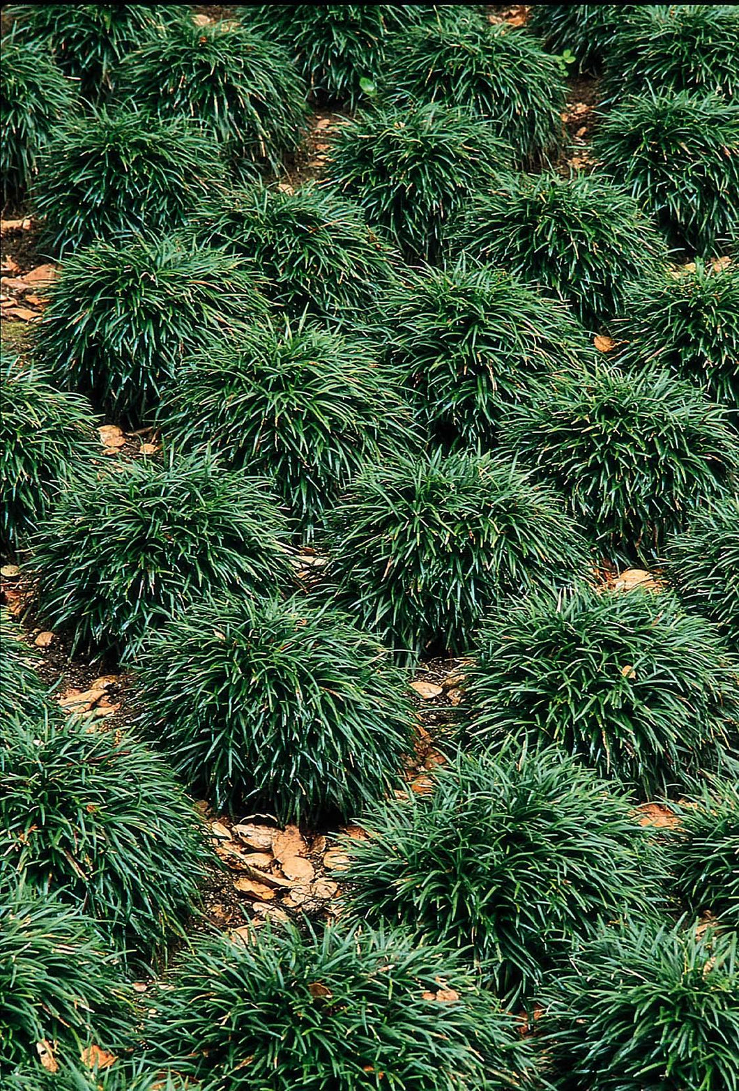 Ophiopogon japonicus 'Nana' Dwarf Mondo Grass