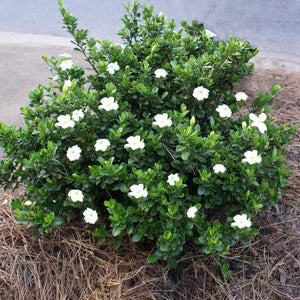 Gardenia jasminoides 'Radicans'