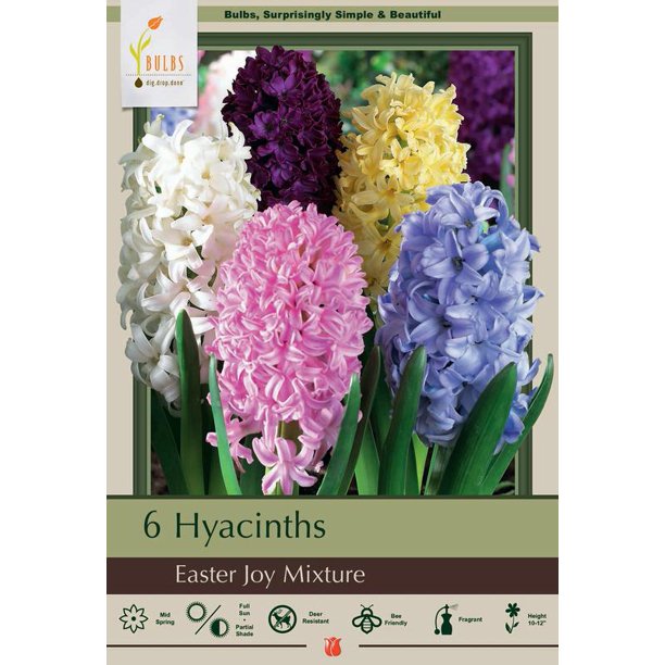Hyacinth 'Easter Joy Mixture' Bulbs (5)