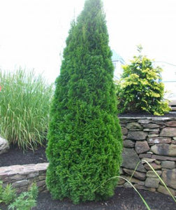 Thuja occidentalis 'Emerald Green' Arborvitae