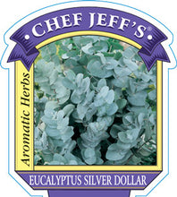 Load image into Gallery viewer, Eucalyptus Silver Dollar
