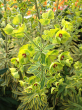 Load image into Gallery viewer, Euphorbia &#39;Ascot Rainbow&#39;
