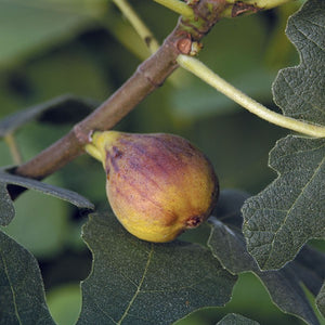 Ficus carica 'Chicago Hardy' Fig Tree