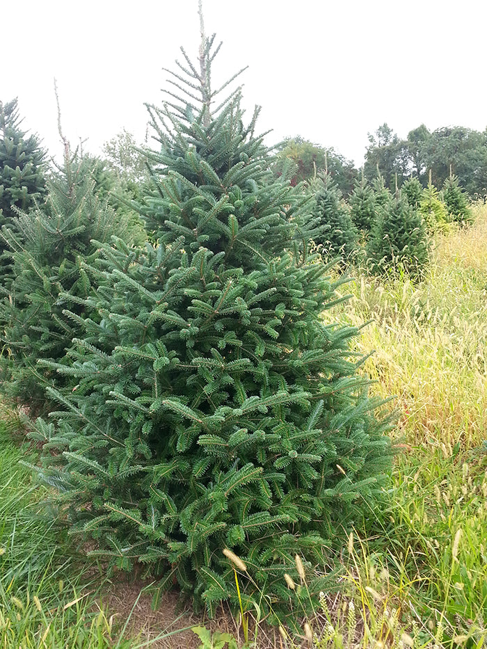 6-7' Premium Fraser Fir Christmas Tree