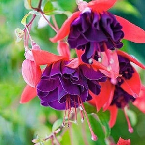 Fuchsia 'Standup Red Lilac'