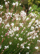 Load image into Gallery viewer, Gaura lindheimeri &#39;Whirling Butterflies&#39; Bee Blossom
