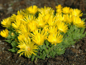 Ice Plant Delosperma 'Gold Nugget'