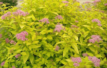 Load image into Gallery viewer, Spiraea japonica &#39;Gold Mound&#39;
