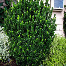 Load image into Gallery viewer, Euonymus japonicus 'Greenspire'
