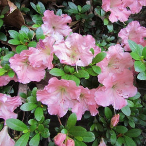Rhododendron "Pink Gumpo" Azalea