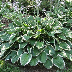 Hosta "Francee"