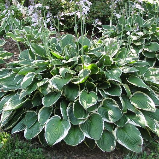 Hosta 