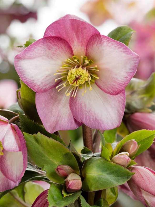 Helleborus 'Ice N Roses Rose'