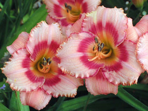 Daylily "Strawberry Candy"
