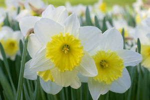 Narcissus 'Holland Sensation' Daffodil Bulbs (4)