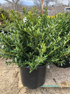 Ilex crenata 'Hoogendorn'