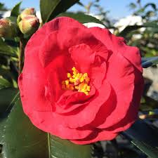 Camellia sasanqua 'Hot Flash'