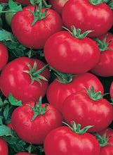 Load image into Gallery viewer, Tomato &#39;Husky Red Cherry&#39;
