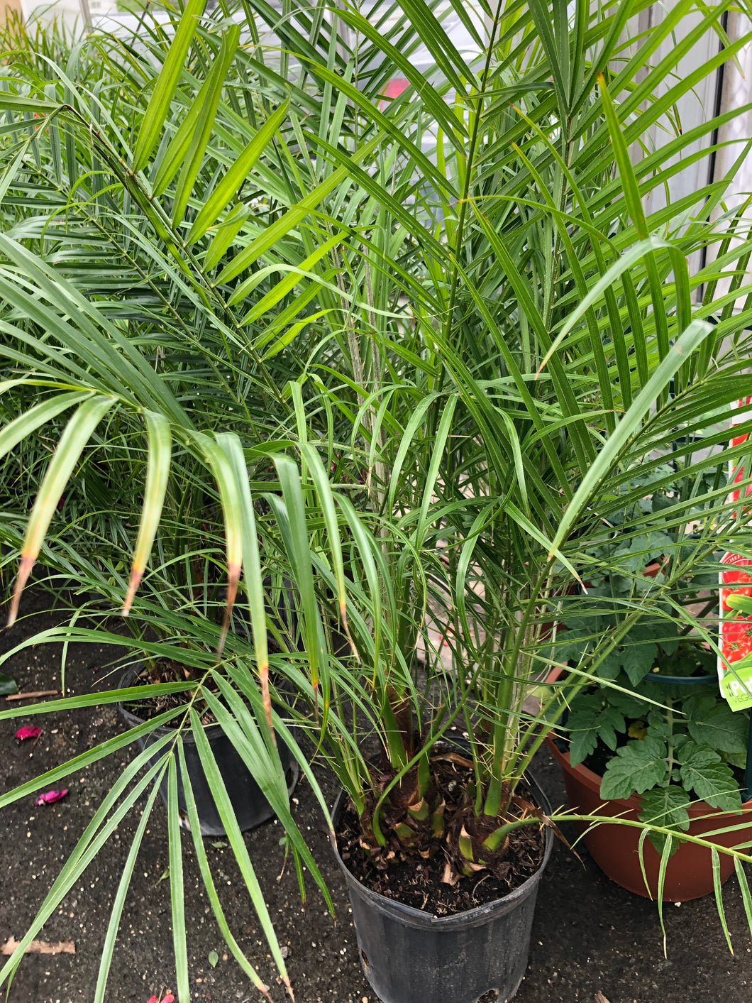 Dypsis lutescens 'Areca' Palm