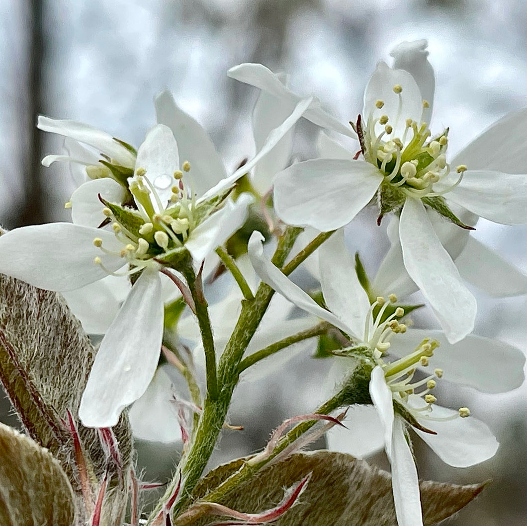 Amelanchier laevis 