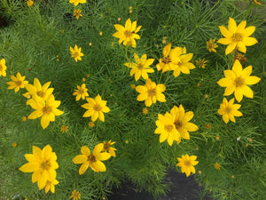 Coreopsis verticillata 'Zagreb'