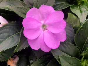New Guinea Impatiens 'Harmony Lavender'