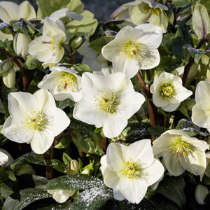 Helleborus 'Ice N Roses White'