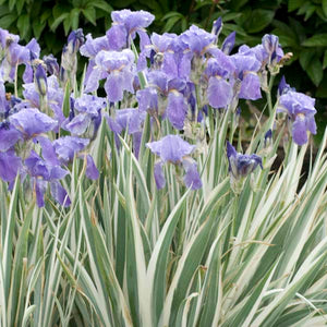 Iris pallida 'Albo Variegata'