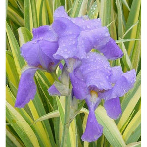 Iris pallida 'Aureo Variegata'
