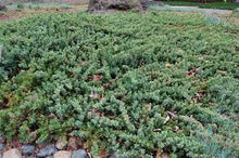 Load image into Gallery viewer, Juniperus conferta &#39;Blue Pacific&#39; Juniper
