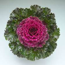 Ornamental Kale 'Crystal Deep Red'