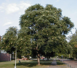 Gymnocladus dioica "Kentucky Coffee Tree"