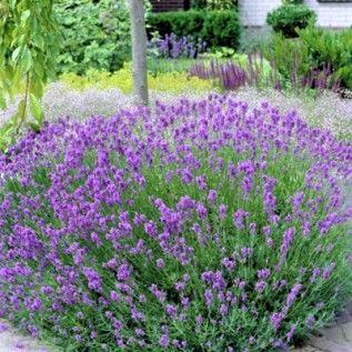Lavender 'Phenomenal'