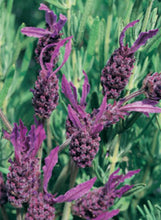 Load image into Gallery viewer, Lavender &#39;Grosso&#39;
