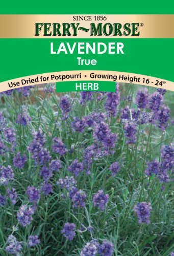 Lavender True Seeds