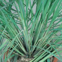 Load image into Gallery viewer, Lemon Grass
