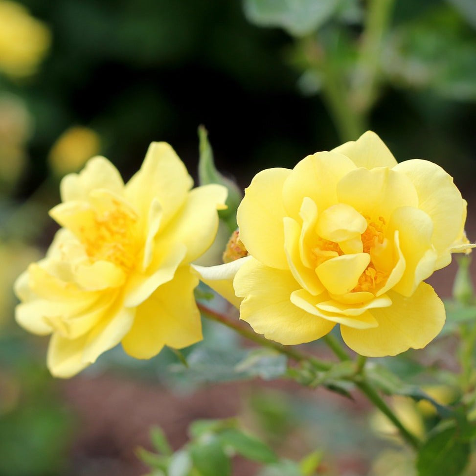 Rosa 'Lemon Zest' Rose Bush