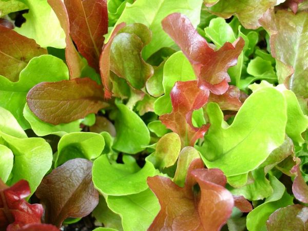 Lettuce Mesclun Mix