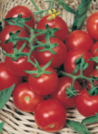 Tomato 'Matt's Wild Cherry'