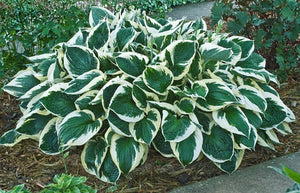 Hosta "Patriot"