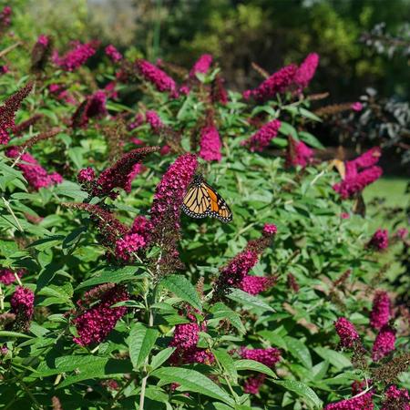 Buddleia Butterfly Bush 'Miss Molly'