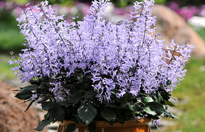 Lavender Mona 'Plectranthus'