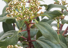 Load image into Gallery viewer, Viburnum ‘Moonlit Lace’
