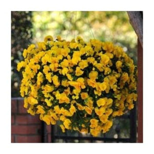 Pansy "Cool Wave Golden Yellow" Hanging Basket