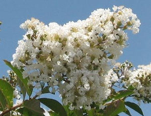 Lagerstroemia 'Natchez' Crape Myrtle