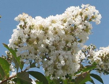 Lagerstroemia 'Natchez' Crape Myrtle