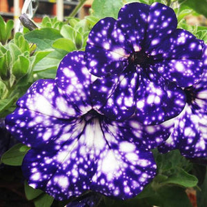 Petunia 'Night Sky'