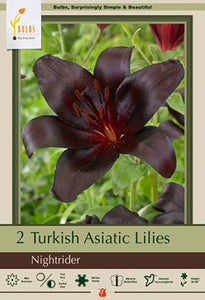 Lilium Turkish 'Nightrider' Bulbs (2)